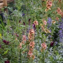 Verbascum Cotswold Beauty