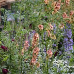 Verbascum Cotswold Beauty