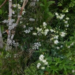 Aquilegia White Barlow