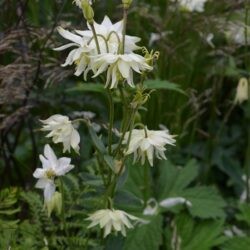 Aquilegia White Barlow