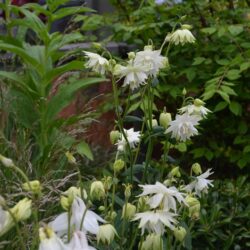 Aquilegia White Barlow