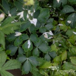 Aquilegia White Barlow