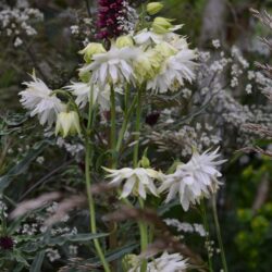 Aquilegia White Barlow