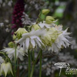 Aquilegia White Barlow