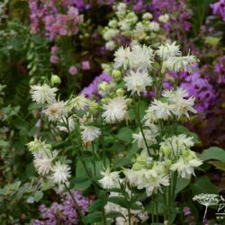 Aquilegia vulgaris var. stellata White Barlow