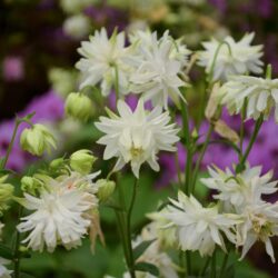 Aquilegia vulgaris var. stellata White Barlow