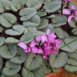 Cyclamen coum Tilebarn Graham