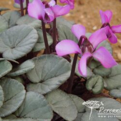 Cyclamen coum Tilebarn Graham