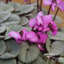 Cyclamen coum Tilebarn Graham