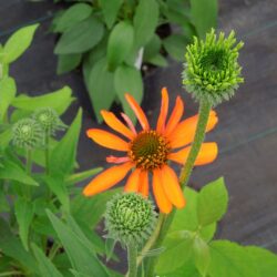 Echinacea Tiki Torch