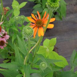 Echinacea Tiki Torch