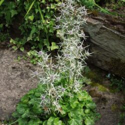 Eryngium variifolium Miss Marble