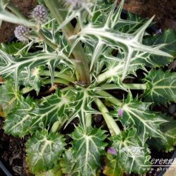 Eryngium variifolium Miss Marble