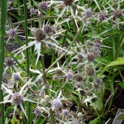 Eryngium variifolium Miss Marble