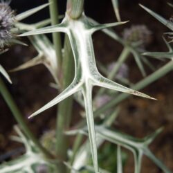 Eryngium variifolium Miss Marble