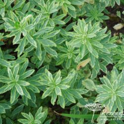 Euphorbia polychroma Lacy