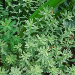 Euphorbia polychroma Lacy