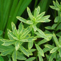 Euphorbia polychroma Lacy