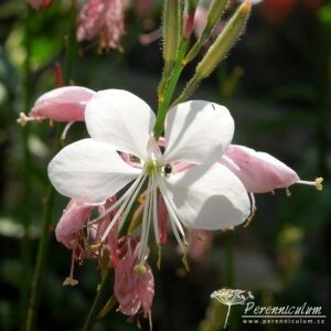 Gaura lindheimerii Corrie's Gold