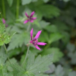 Geranium Catherine Deneuve