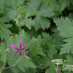 Geranium Catherine Deneuve