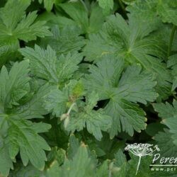 Geranium Catherine Deneuve