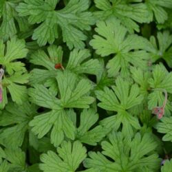 Geranium himalayense Plenum