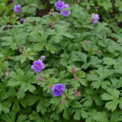 Geranium himalayense Plenum