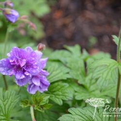 Geranium himalayense Plenum