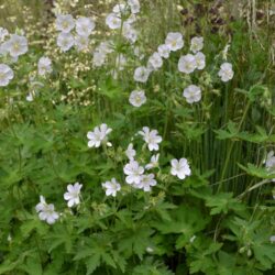 Geranium sylvestris Album