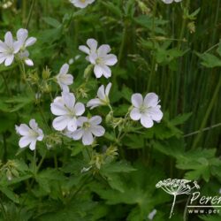 Geranium sylvestris Album