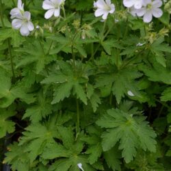 Geranium sylvestris Album