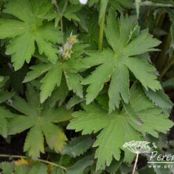 Geranium sylvestris Album