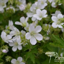 Geranium sylvestris Album