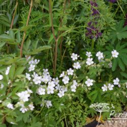 Geranium sylvestris Album