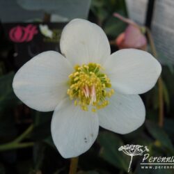 Helleborus niger Joshua