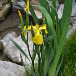 Iris pseudacorus