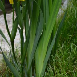 Iris pseudacorus