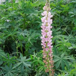 Lupinus Gallery Pink