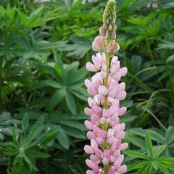 Lupinus Gallery Pink