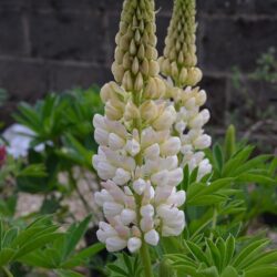 Lupinus Noble Maiden