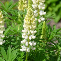 Lupinus Noble Maiden