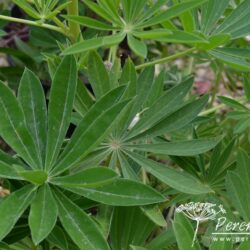 Lupinus Noble Maiden