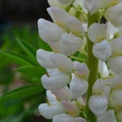 Lupinus Noble Maiden