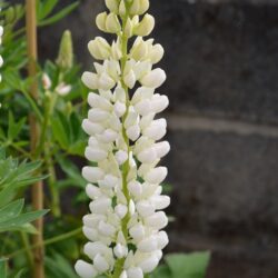 Lupinus Noble Maiden