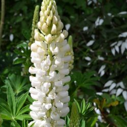 Lupinus Noble Maiden