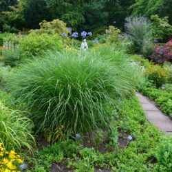 Miscanthus Kleine SIlberspinne