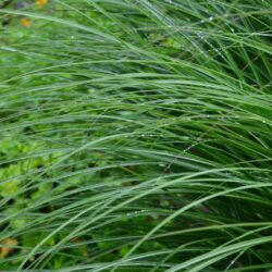 Miscanthus Kleine SIlberspinne