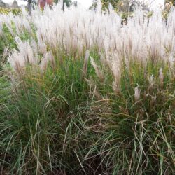 Miscanthus sinensis Kleine Silberspinne