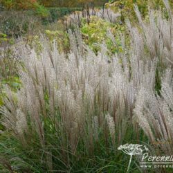 Miscanthus sinensis Kleine Silberspinne